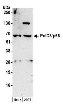 Rabbit PolD3/p66 Antibody