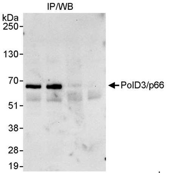 Rabbit PolD3/p66 Antibody