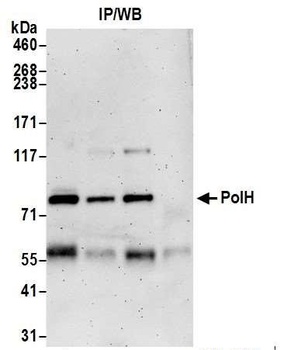 Rabbit PolH Antibody