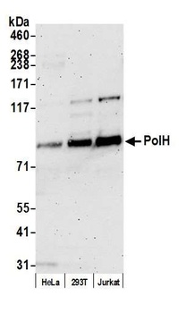 Rabbit PolH Antibody