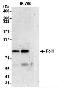 Rabbit PolH Antibody