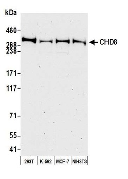 Rabbit CHD8 Antibody