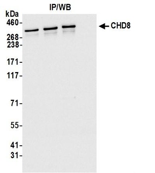 Rabbit CHD8 Antibody