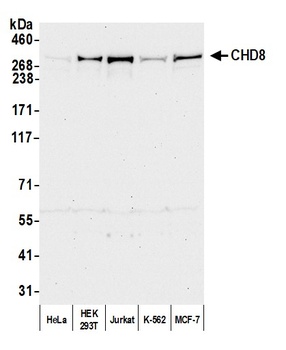 Rabbit CHD8 Antibody