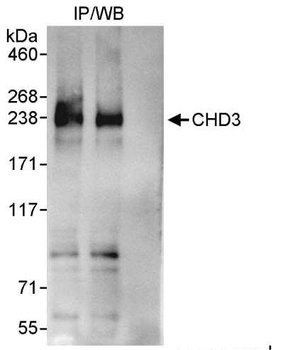 Rabbit CHD3 Antibody