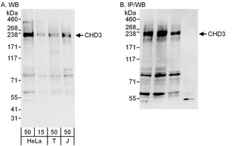 Rabbit CHD3 Antibody