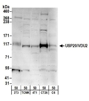 Rabbit USP20/VDU2 Antibody