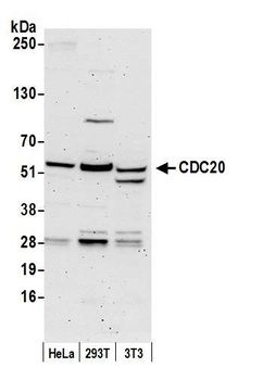 Rabbit CDC20 Antibody