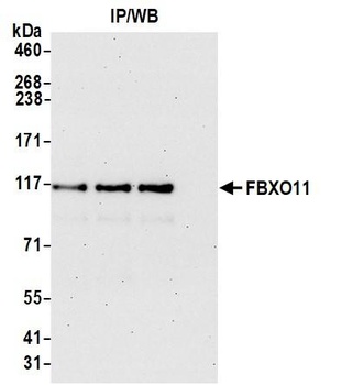 Rabbit FBXO11 Antibody