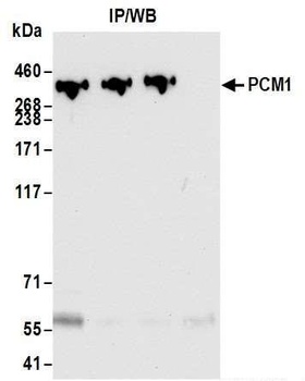 Rabbit PCM1 Antibody