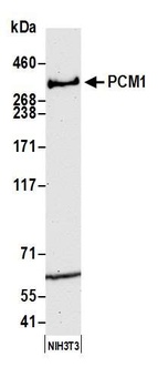 Rabbit PCM1 Antibody