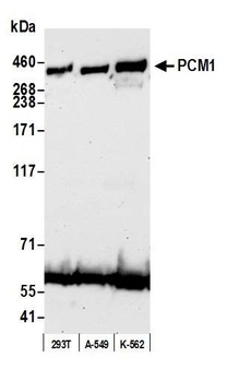 Rabbit PCM1 Antibody