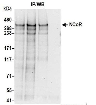 Rabbit NCoR Antibody