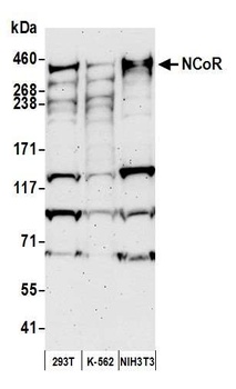 Rabbit NCoR Antibody