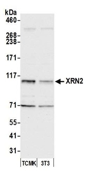 Rabbit XRN2 Antibody