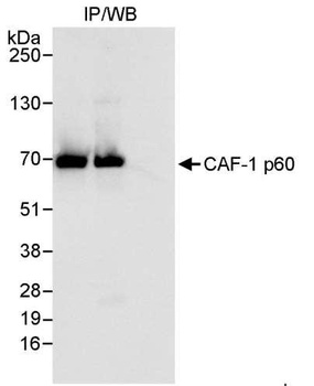 Rabbit CAF-1 p60 Antibody
