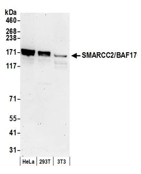 Rabbit SMARCC2/BAF170 Antibody