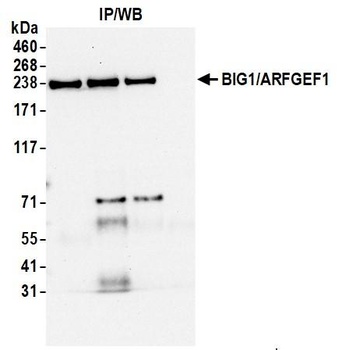 Rabbit BIG1/ARFGEF1 Antibody