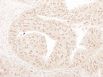 Rabbit MOF/MYST1 Antibody
