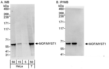 Rabbit MOF/MYST1 Antibody
