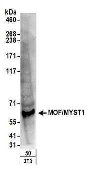 Rabbit MOF/MYST1 Antibody