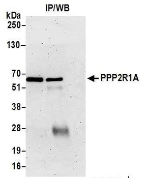 Rabbit anti-PPP2R1A Antibody