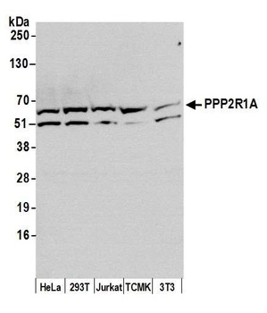 Rabbit anti-PPP2R1A Antibody