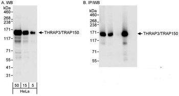 Rabbit anti-THRAP3/TRAP150 Antibody