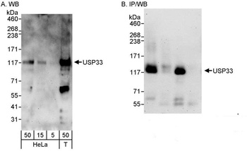 Rabbit USP33 Antibody