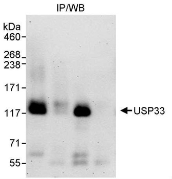 Rabbit USP33 Antibody