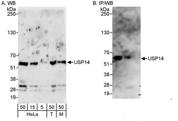 Rabbit USP14 Antibody