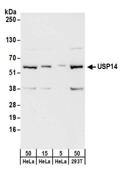 Rabbit USP14 Antibody