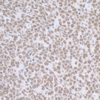 Rabbit BCAS2 Antibody