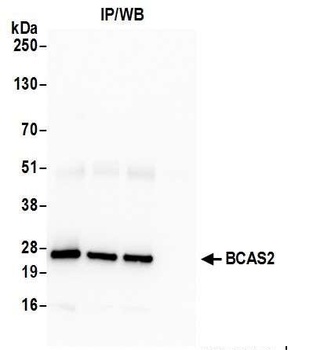 Rabbit BCAS2 Antibody