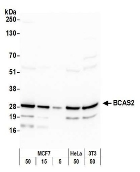 Rabbit BCAS2 Antibody