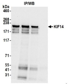 Rabbit KIF14 Antibody