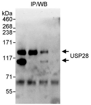 Rabbit USP28 Antibody