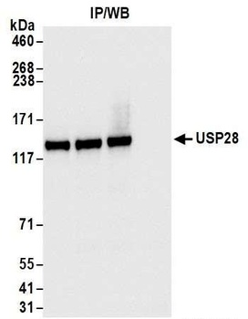 Rabbit USP28 Antibody