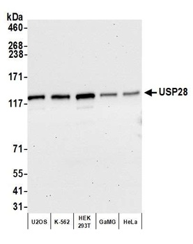 Rabbit USP28 Antibody