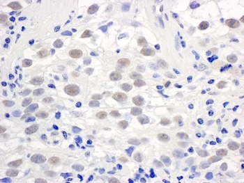 Rabbit PELP1/MNAR Antibody