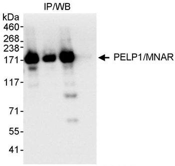 Rabbit PELP1/MNAR Antibody