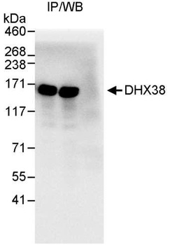 Rabbit DHX38 Antibody