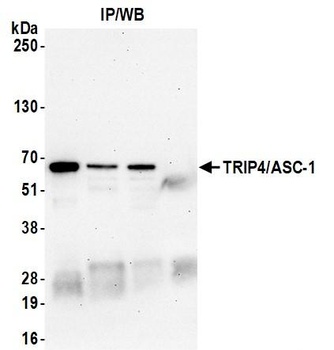 Rabbit TRIP4/ASC-1 Antibody