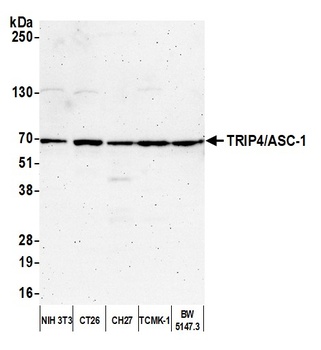 Rabbit TRIP4/ASC-1 Antibody