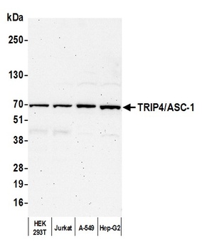 Rabbit TRIP4/ASC-1 Antibody