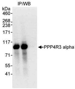 Rabbit PPP4R3 Alpha Antibody