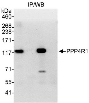 Rabbit PPP4R1 Antibody
