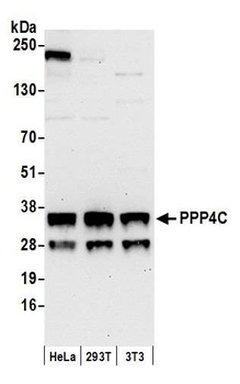 Rabbit PPP4C Antibody