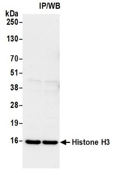 Rabbit Histone H3 Antibody