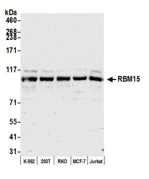 Rabbit RBM15 Antibody